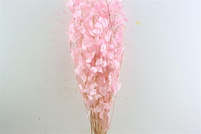 <h4>Dried Lunaria Pink 90cm P Bunch</h4>