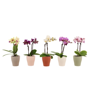 Anna Tiny Dolls Mix 2T10+