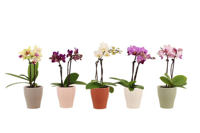 <h4>Anna Tiny Dolls Mix 2T10+</h4>