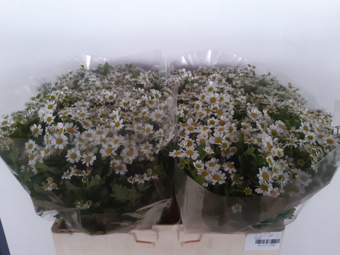 <h4>TANA PA CAMERON</h4>