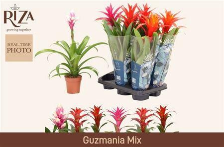 <h4>Guzm Gem 3 Srt</h4>