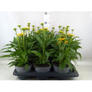 Echinacea  'Sombrero Lemon Yellow'