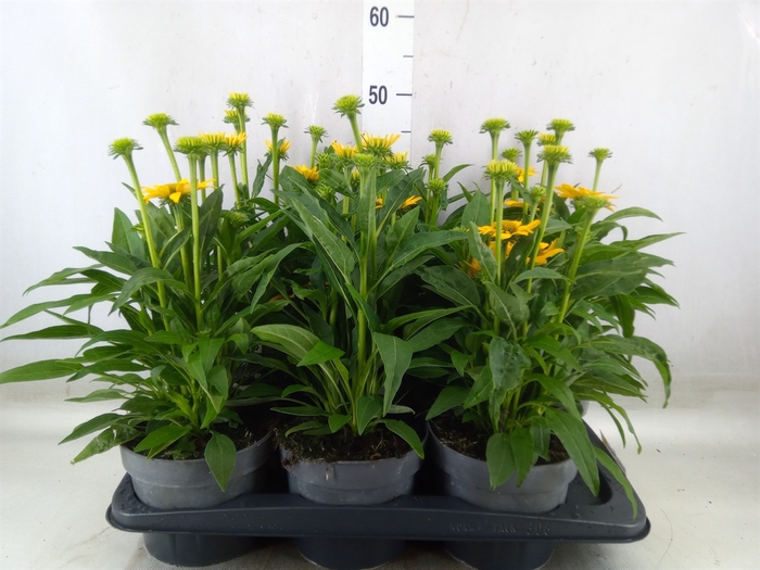 <h4>Echinacea  'Sombrero Lemon Yellow'</h4>