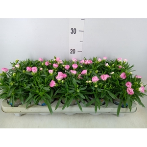 Dianthus Sprint Pink