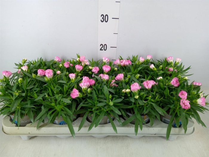 <h4>Dianthus Sprint Pink</h4>