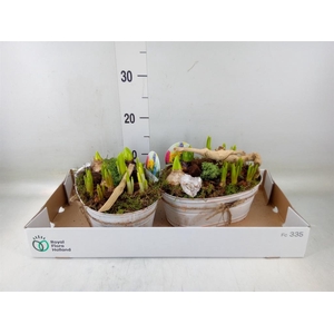 Arr.   Bol/Knolgewas L%