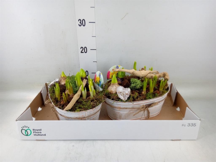 <h4>Arr.   Bol/Knolgewas L%</h4>