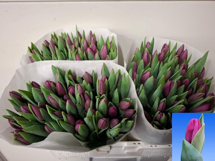 <h4>TU EN ROESKA</h4>