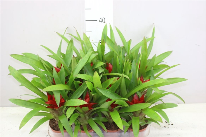 <h4>Guzmania Blitz</h4>