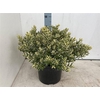 Hebe And Variegata