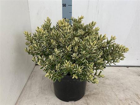Hebe And Variegata