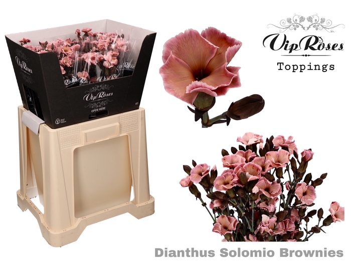 DI SOLOMIO BROWNIES (L60cm)
