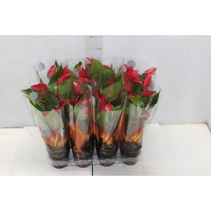 ANTHURIUM BANDEROLA LAVA P09