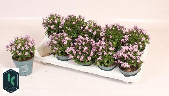 <h4>CAMP PORTENSCHLAGIAN</h4>