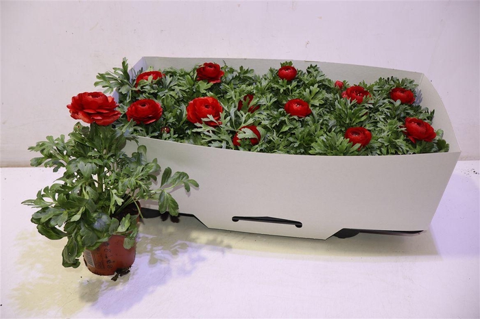 <h4>Ranun Sprink Red</h4>