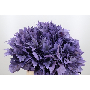 Quercus Kl Bh Milka