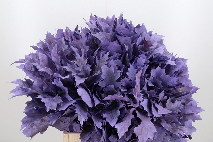 <h4>Quercus Kl Bh Milka</h4>
