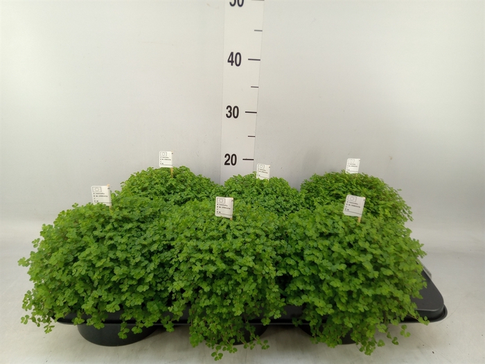 <h4>Soleirolia soleirolii   ...green</h4>
