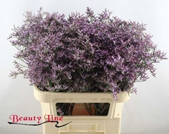 <h4>LIM SAFORA LILAC</h4>