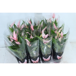 ANTHURIUM LILLI P09 PREMIUM