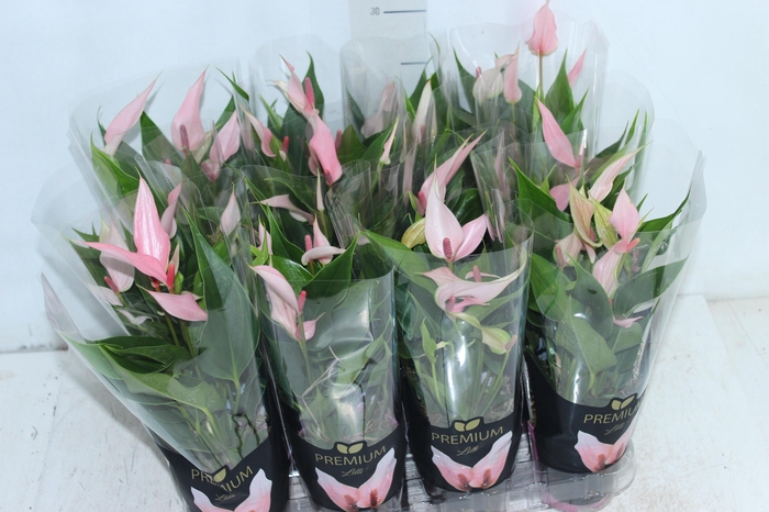 <h4>ANTHURIUM LILLI P09 PREMIUM</h4>