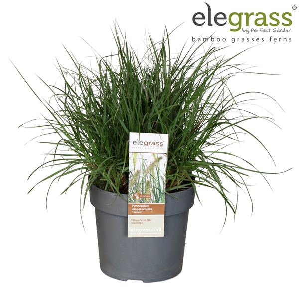 <h4>Pennisetum alopecuroides 'Hameln' P19</h4>