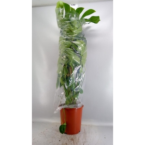 Monstera delic.