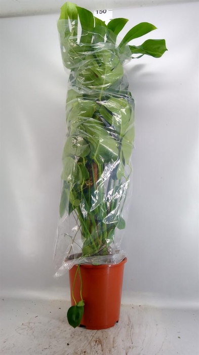 <h4>Monstera delic.</h4>