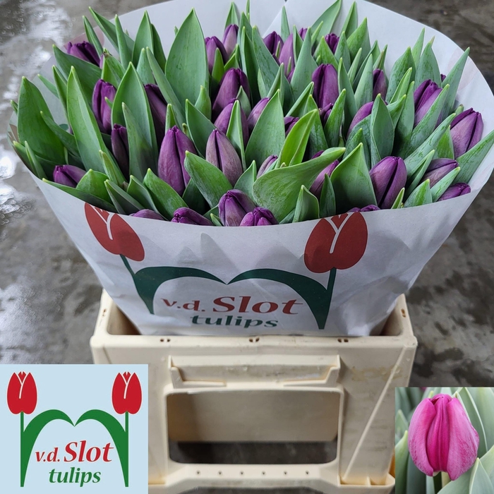 <h4>TU EN BULLIT</h4>