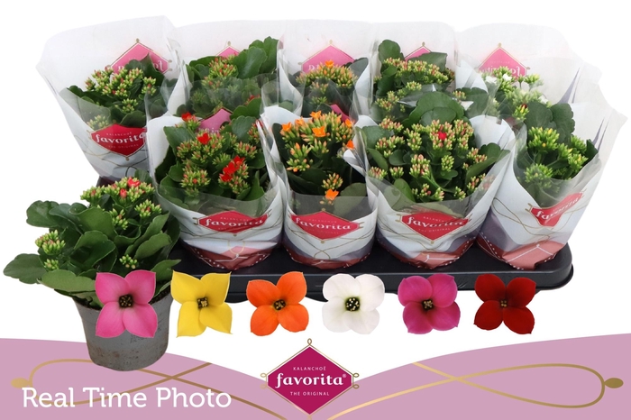 <h4>KAL EN GEM 6 KL</h4>