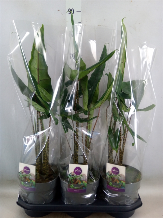 <h4>Alocasia   ...</h4>
