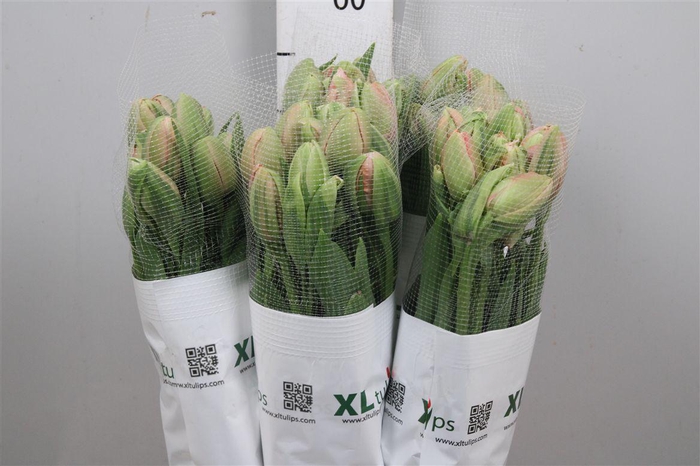 <h4>Tu Du Menton Unique</h4>