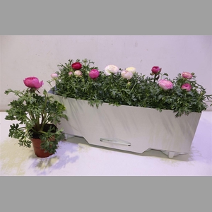 Ranun Sprink Gem Pink