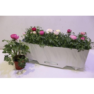 Ranun Sprink Gem Pink