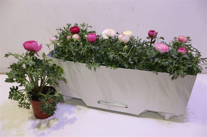 <h4>Ranun Sprink Gem Pink</h4>