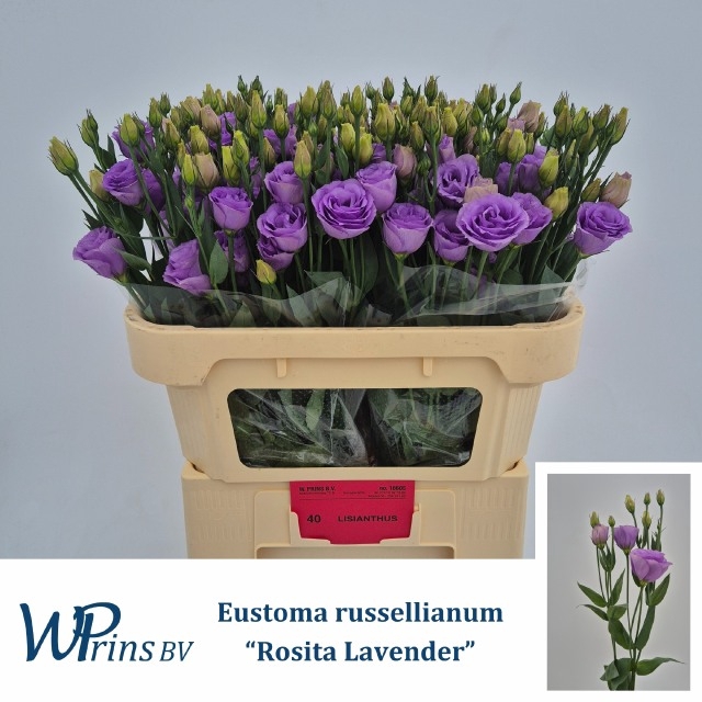 <h4>EUS G ROSI LAVENDER</h4>