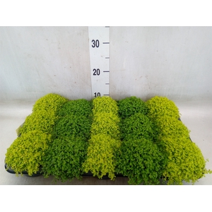 Soleirolia soleirolii   ...mix 2