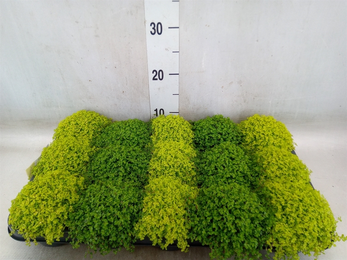 <h4>Soleirolia soleirolii   ...mix 2</h4>