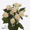 Rosa spray justine