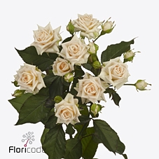 Rosa spray justine