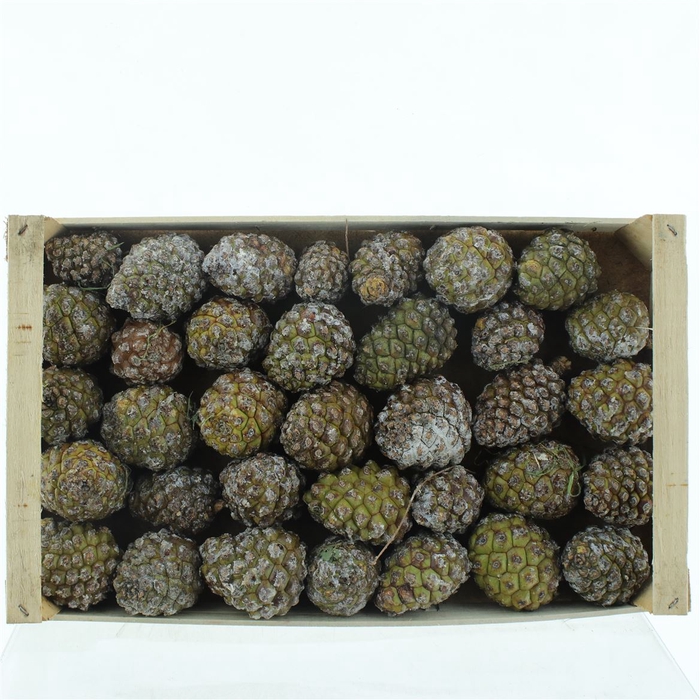 <h4>Pine Cone</h4>