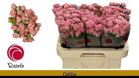 <h4>R Tr Odilia</h4>