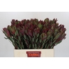 Leucadendron Senorita