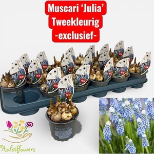 MUSCAR JULIA