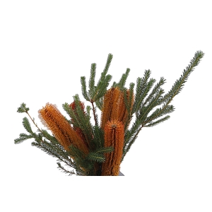 Banksia Ericifolia