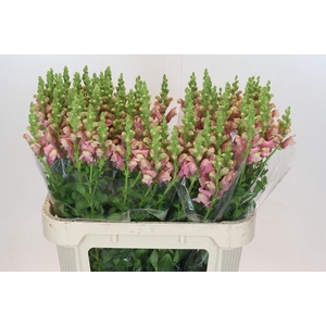 Antirrhinum Cool Rose