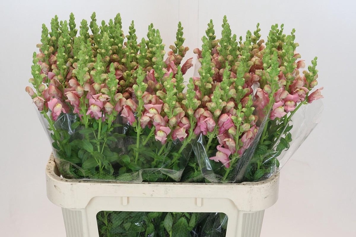 Antirrhinum Cool Rose