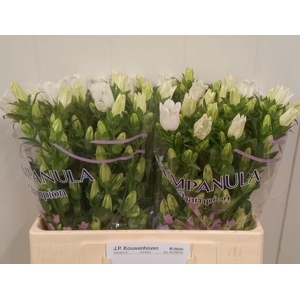 CAMP M CHAMPION WHIT