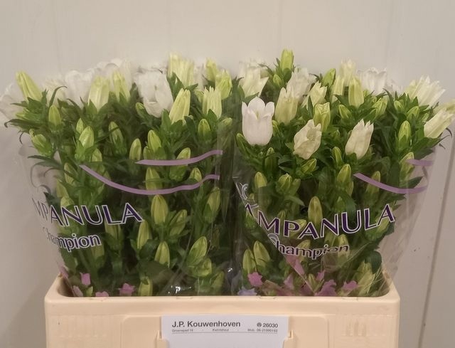 <h4>CAMP M CHAMPION WHIT</h4>