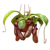 Nepenthes hangpot Monkey Jars Rob
